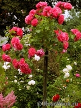 Rosarium Uetersen Rosarium Uetersen
