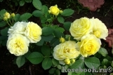 Golden Border Golden Border