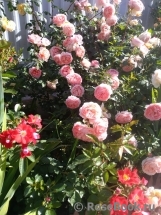 Abraham Darby Abraham Darby