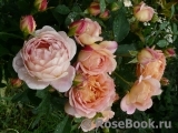 Lady of Shalott Lady of Shalott