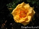 Goldener Olymp Goldener Olymp