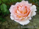 Abraham Darby Abraham Darby