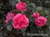 Rosarium Uetersen Rosarium Uetersen