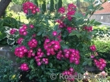 Marjorie Fair ® Marjorie Fair ®