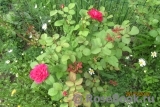 Sophy’s Rose Sophy’s Rose