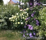 Садовые композиции с розами и сочетания сортов Садовые композиции с розами и сочетания сортов
