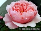 The Alnwick Rose The Alnwick Rose