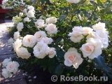 Aspirin Rose Aspirin Rose
