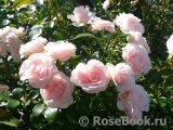 Aspirin Rose Aspirin Rose