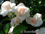 Aspirin Rose Aspirin Rose