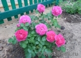 Princess Anne Princess Anne