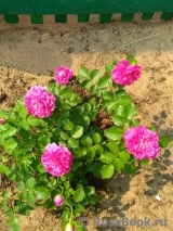 Princess Anne Princess Anne