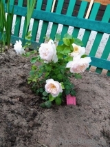 Crocus Rose® Crocus Rose®