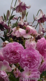 Lavender Lassie Lavender Lassie