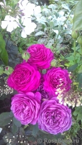 Heidi Klum Rose Heidi Klum Rose