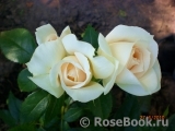 Lions Rose Lions Rose