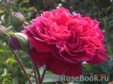 William Shakespeare 2000 William Shakespeare 2000