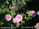 Lavender Ice Lavender Ice