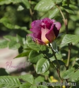Blauwestad Blauwestad