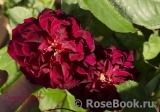 Burgundy Rambler Burgundy Rambler
