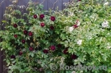 Burgundy Rambler Burgundy Rambler