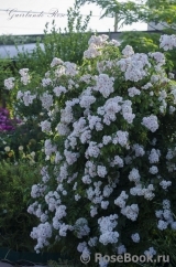 Guirlande Rose Guirlande Rose