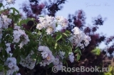 Guirlande Rose Guirlande Rose