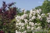 Guirlande Rose Guirlande Rose