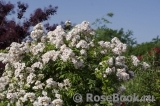 Guirlande Rose Guirlande Rose