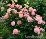 Augusta Luise Augusta Luise