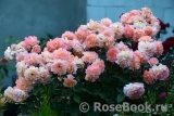 Augusta Luise Augusta Luise