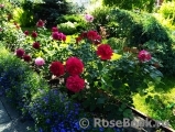 Darcey Bussell Darcey Bussell