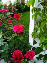 Darcey Bussell Darcey Bussell
