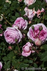 Alan Titchmarsh Alan Titchmarsh