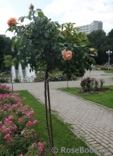 Barock Barock