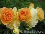 Bernstein-Rose Bernstein-Rose