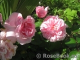 Home & Garden Home & Garden