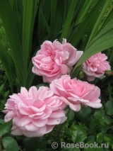 Home & Garden Home & Garden