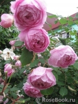Alan Titchmarsh Alan Titchmarsh