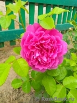 Princess Anne Princess Anne