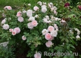 Morden Blush