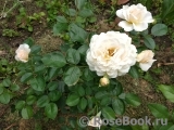 Cream Abundance 