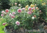 Abraham Darby Abraham Darby