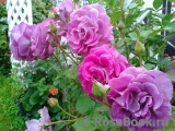 Violette Parfumee Violette Parfumee