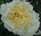 Yellow Romantica Yellow Romantica
