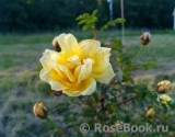 Harison’s Yellow Harison’s Yellow