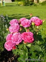 Heidi Klum Rose Heidi Klum Rose