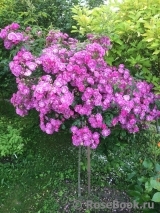 Purple Skyliner