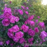 Purple Skyliner