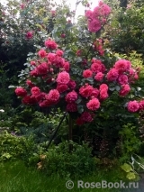 Rosarium Uetersen Rosarium Uetersen